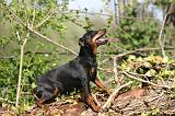 PINSCHER NAIN 130